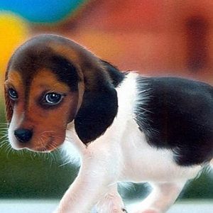 Meet your Posher, Bella